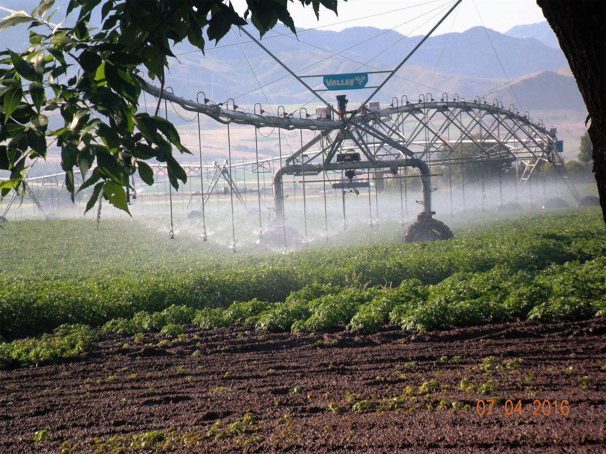 Potatoes Crop (Water Technology)